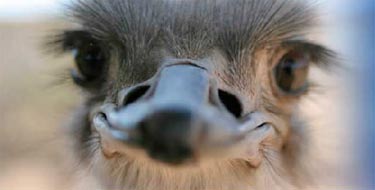 Ostrich at Out of Africa Wildlife Park